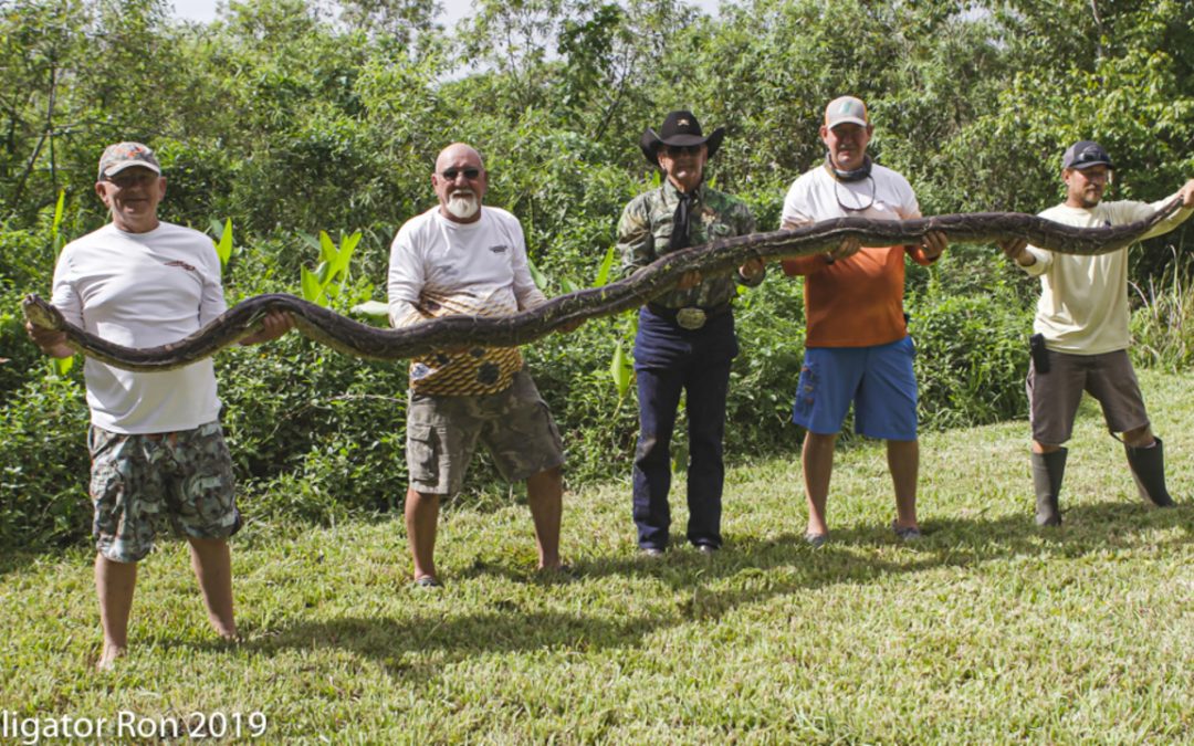16-foot python found nesting under home